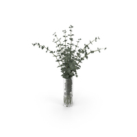 Eucalyptus PNG & PSD Images