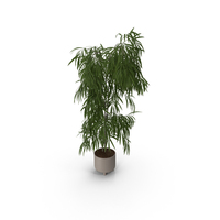 Ficus Alii PNG & PSD Images