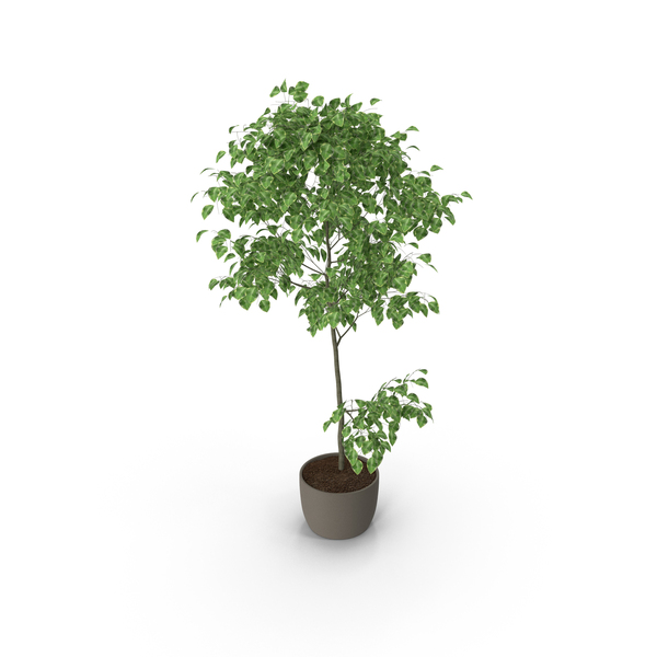 Ficus Benjamin PNG & PSD Images