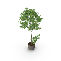 Ficus Benjamin PNG & PSD Images