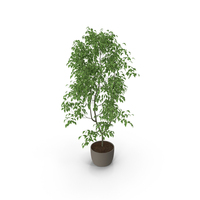 Ficus Benjamin PNG & PSD Images