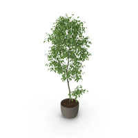Ficus Benjamin PNG & PSD Images