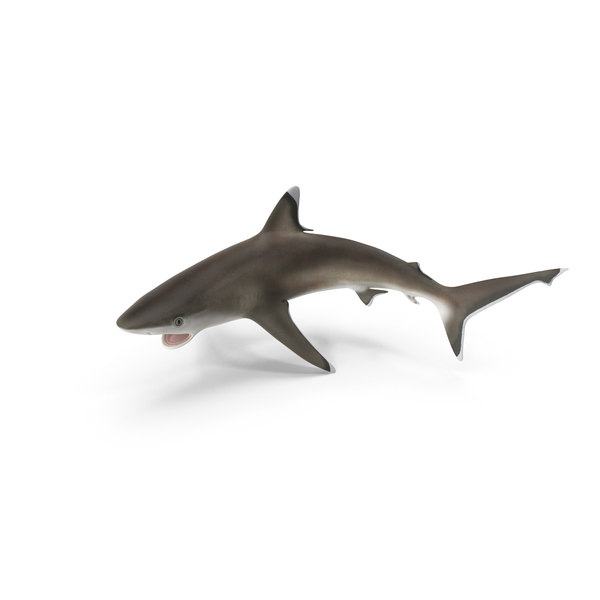 Carcharhinus Albimarginatus Shark PNG & PSD Images