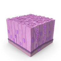 Ciliated Epithelium PNG & PSD Images