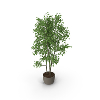 Ficus Benjamin PNG & PSD Images