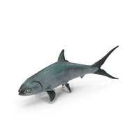 Swimming Milkfish PNG & PSD Images