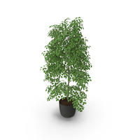 Ficus Benjamin PNG & PSD Images