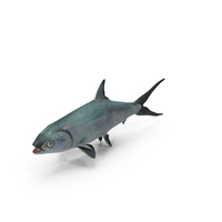 Milkfish PNG & PSD Images