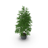 Ficus Benjamin PNG & PSD Images