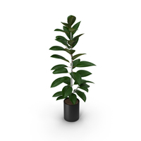 Ficus Elastica PNG & PSD Images