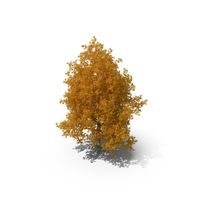 Autumn Poplar Tree PNG & PSD Images