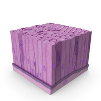 Glandular Epithelium PNG & PSD Images