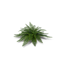 Realistic Fern Plant PNG & PSD Images