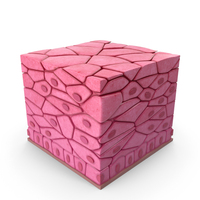 Stratified Epithelium PNG & PSD Images