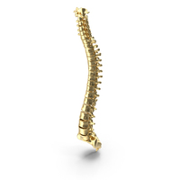 Gold Spinal Cord PNG & PSD Images