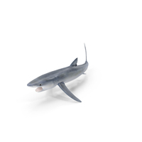 Great Blue Shark PNG & PSD Images