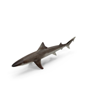 Realistic School Shark PNG & PSD Images