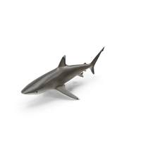 Silvertip Shark PNG & PSD Images