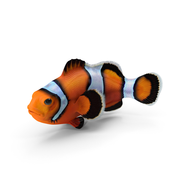 Tropical Clownfish PNG & PSD Images