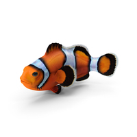 Tropical Clownfish PNG & PSD Images