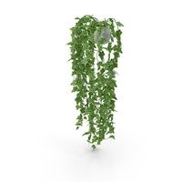Ivy In Pot PNG & PSD Images