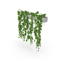 Ivy In Pot PNG & PSD Images