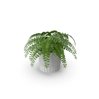 Plant Boho - Fern PNG & PSD Images