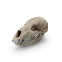 Skull - Bear PNG & PSD Images
