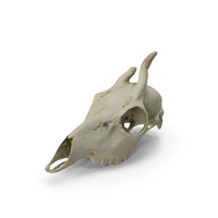 Skull - Deer PNG & PSD Images