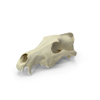 Wolf Skull PNG & PSD Images