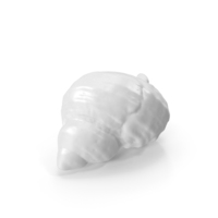 Monochrome Seashell PNG & PSD Images