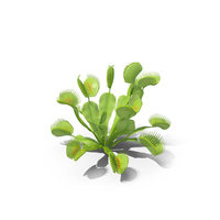 Dionaea Muscipula Green PNG & PSD Images