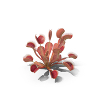 Red Dragon Venus Flytrap PNG & PSD Images