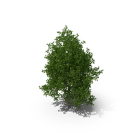Poplar Tree PNG & PSD Images