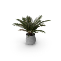 Palm Boho PNG & PSD Images