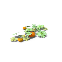 Pumpkin PNG & PSD Images