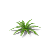 Tropical Fern Plant PNG & PSD Images