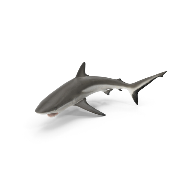 Carcharhinus Amblyrhynchos Shark PNG & PSD Images