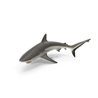 Carcharhinus Amblyrhynchos Shark PNG & PSD Images