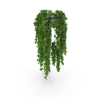 Ivy In Pot PNG & PSD Images
