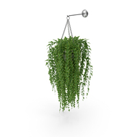 Ivy In Pot PNG & PSD Images