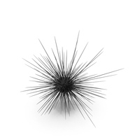 Sea Urchin PNG & PSD Images