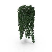 Ivy In Pot PNG & PSD Images