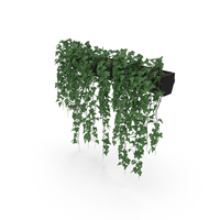 Ivy In Pot PNG & PSD Images