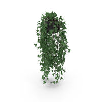 Ivy In Pot PNG & PSD Images