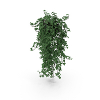 Ivy In Pot PNG & PSD Images