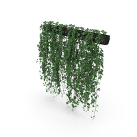 Ivy In Pot PNG & PSD Images