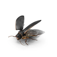 Aquatic Beetle Black Realistic Flying PNG & PSD Images