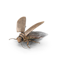 Hygrobia Beetle Beige Flying PNG & PSD Images