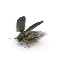 Hygrobia Beetle Brown Flying PNG & PSD Images
